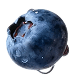 Small Blueberry