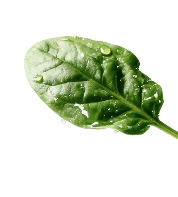 Spinach